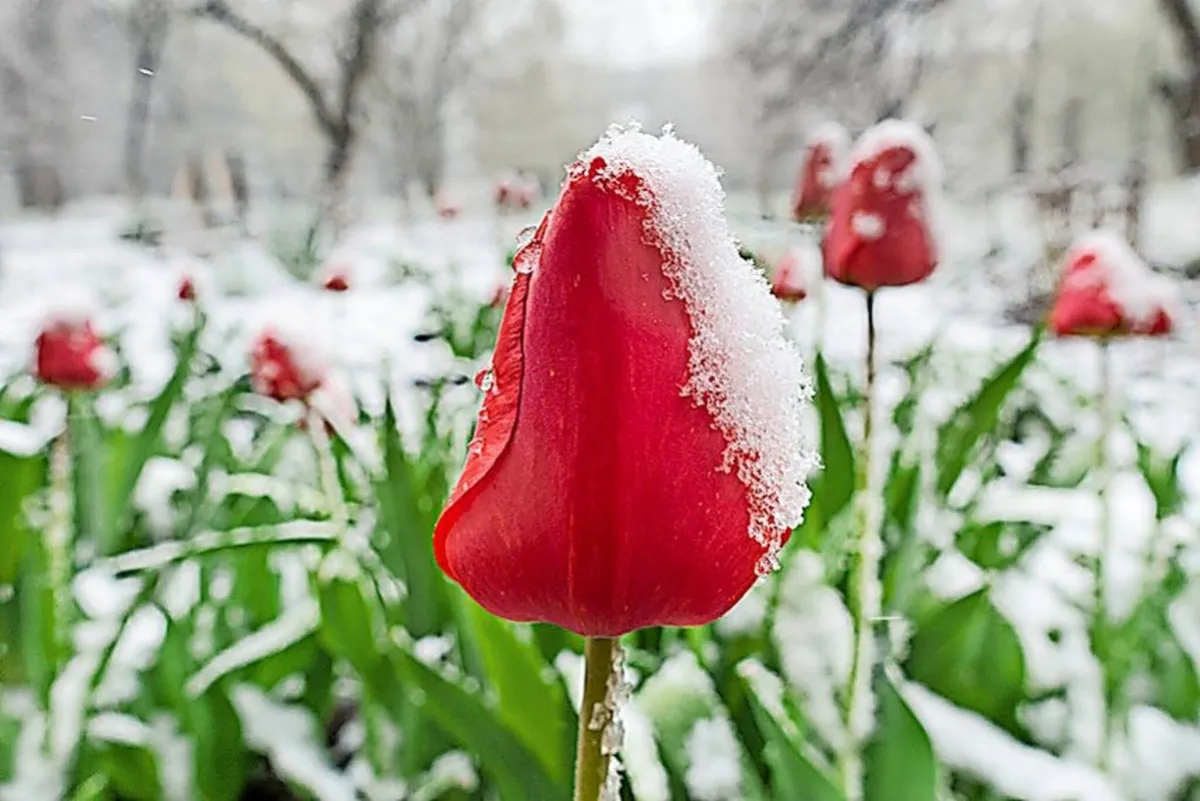 Eisheiligen Temperaturen: Frostgefahr Ende April 2026