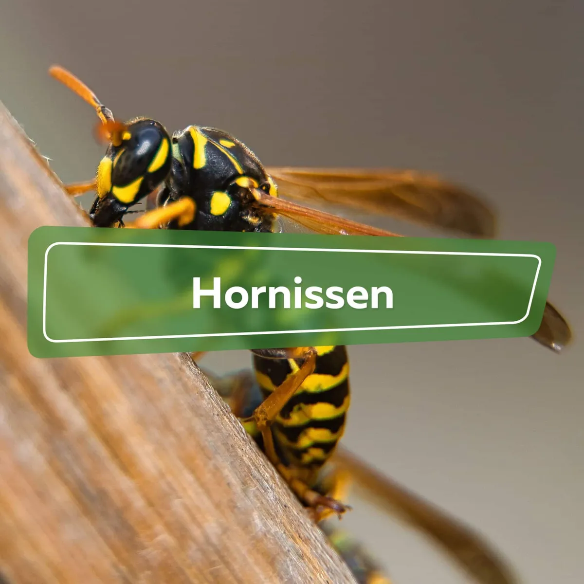 Hornissen: Die Asiatische Hornisse bedroht die Biodiversität in Deutschland