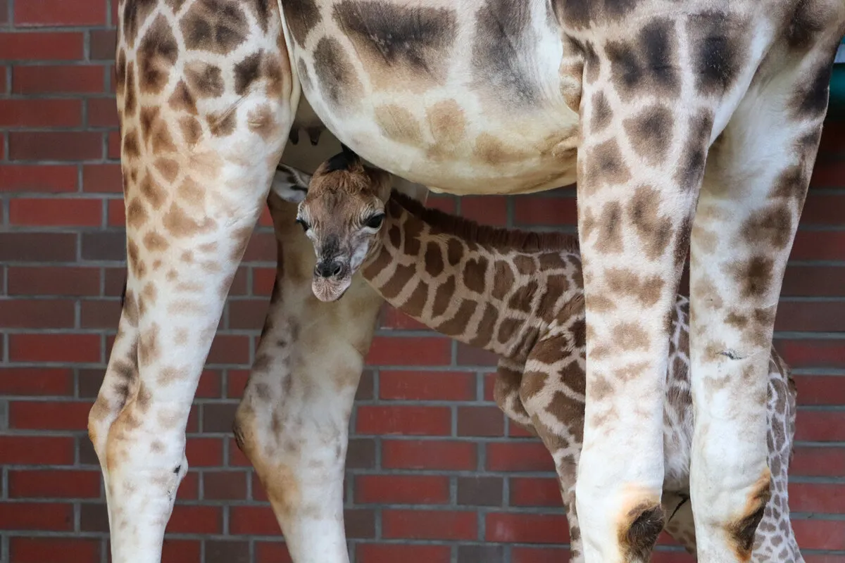 Zoo berlin: Tierpark Berlin: Giraffen-Jungtier geboren und Bergbongo auf Rettungsmission